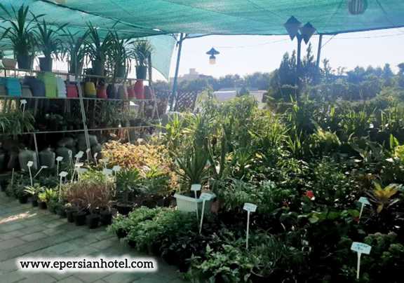 گیاهان آپارتمانی در بازار گل مشهد